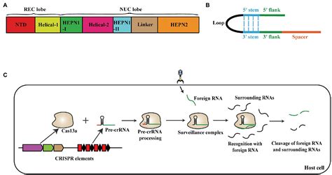 Specific High-Sensitivity Enzymatic Molecular Detection, 52% OFF