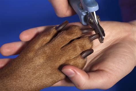 Dog Nail Clipping On Stand