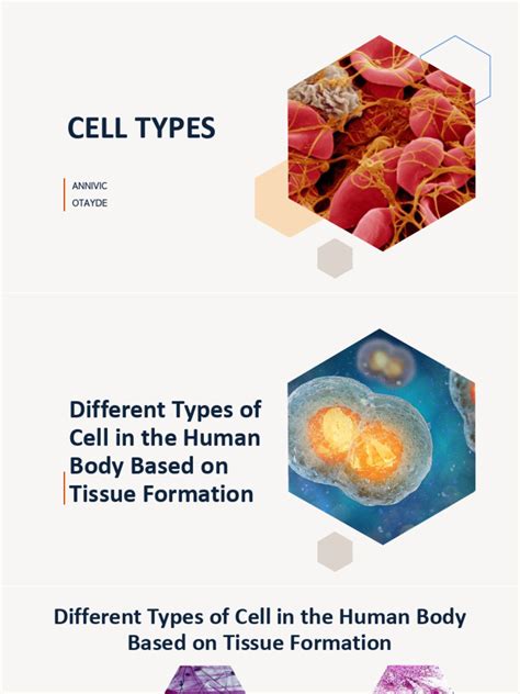 Cell Types | PDF