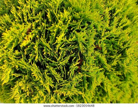 Closeup Beautiful Green Christmas Leaves Thuja Stock Photo