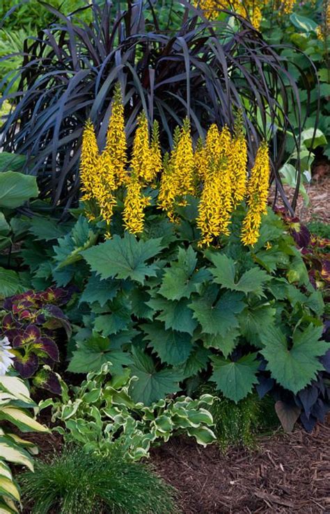 Perennial Flowering Plants Shade - Mbi Garden Plant