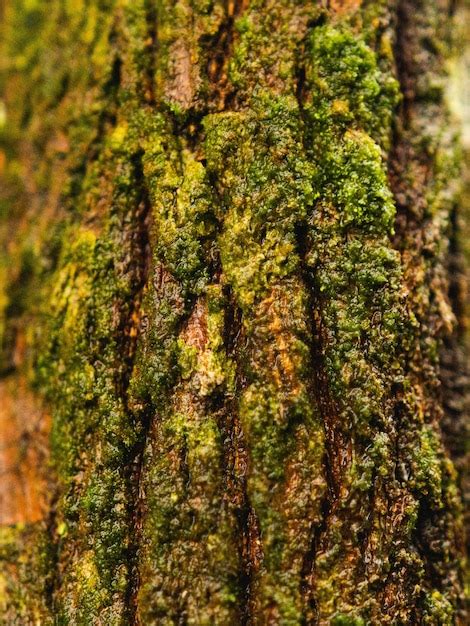 Textura De Fondo De Tronco De árbol Grande Con Musgo En La Rama Del