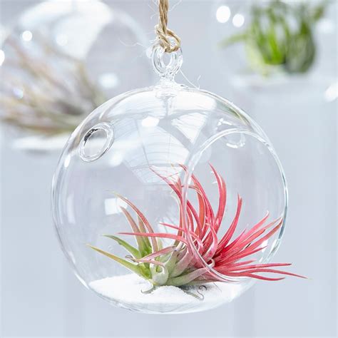 Buy Air Plant Tillandsia Ionantha Tillandsia Ionantha In A Hanging Glass Globe £999 Delivery