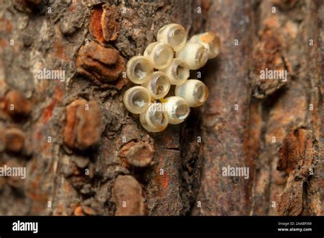 Insect Eggs Hi Res Stock Photography And Images Alamy