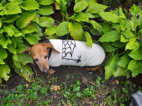 Halloween Costume With Spider For Dachshund Dog Etsy