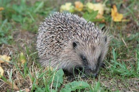 Hedgehog Vs Porcupine (10 Differences) - Wildlife Informer