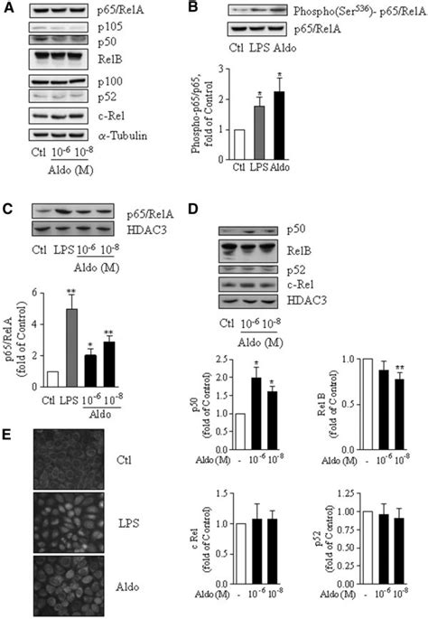 Aldosterone Induces P65 RelA Transactivation And Nuclear Translocation