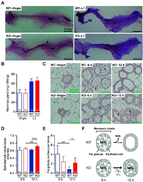 Histological Analysis Of The Mammary Glands From Virgin And Lactating