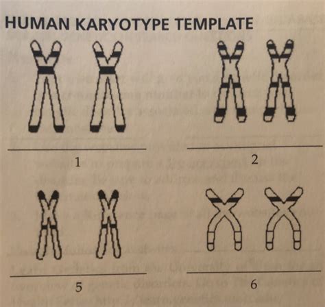 KARYOTYPE REVIEW QUESTIONS Sex Of Individual Chegg