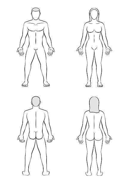 6400 Human Body Outline Front Back Stock Illustrations Royalty Free