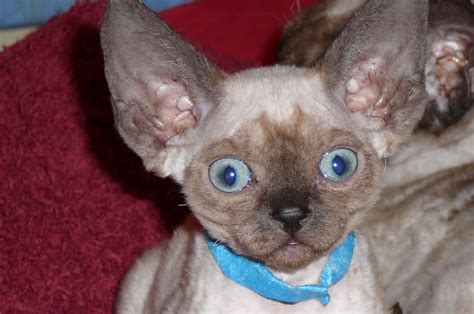 Canon In D Seal Mink Devon Rex Devon Rex Critter French Bulldog