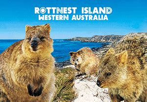 Rottnest Island Quokkas - The 3D Factory