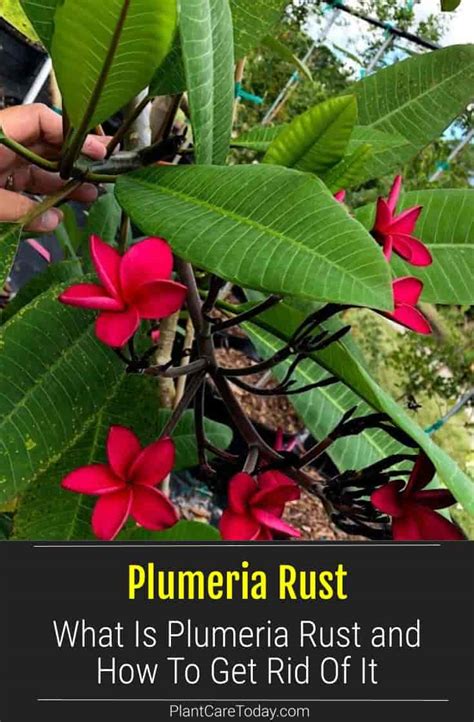 What Is Plumeria Rust Fungus And How To Treat It