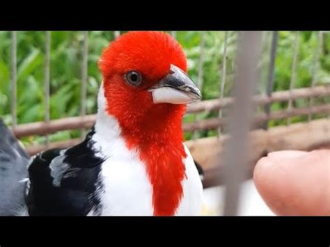 galo de Campina como saber se é de resposta pra responder o outro no