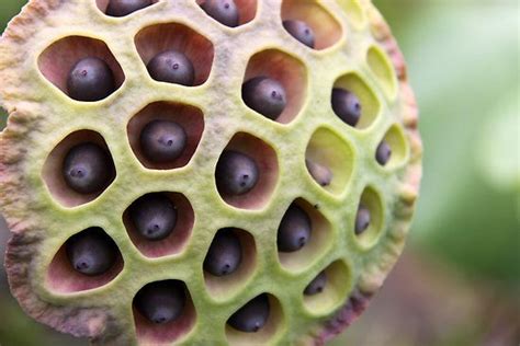 Lotus Seeds Nutrition Facts Health Benefits Uses Recipes Lotus Flower Seeds Flower Seeds