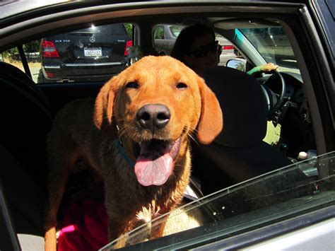 Dog Rescues Volunteer Gardener Gardens For Goldens