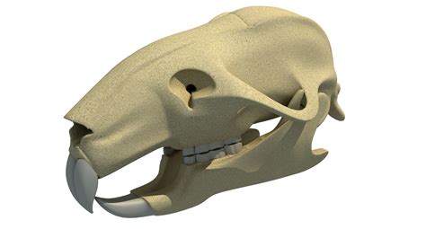 Rat Skull 3d Model Cgtrader