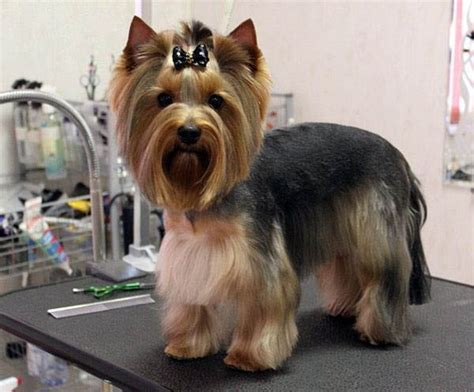 Yorkie Haircuts Pictures - Coolest Yorkshire Terrier Haircuts