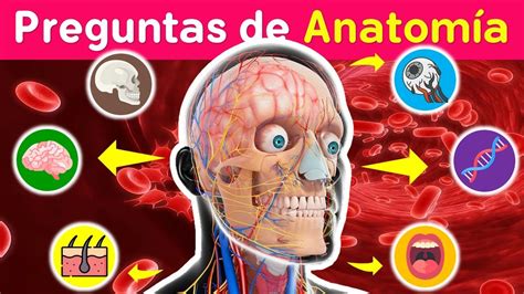 Preguntas De Anatom A Cu Nto Sabes De Cuerpo Humano Salud