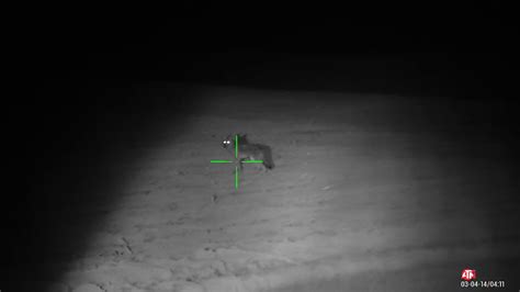 Coyote Hunting Night Vision Youtube