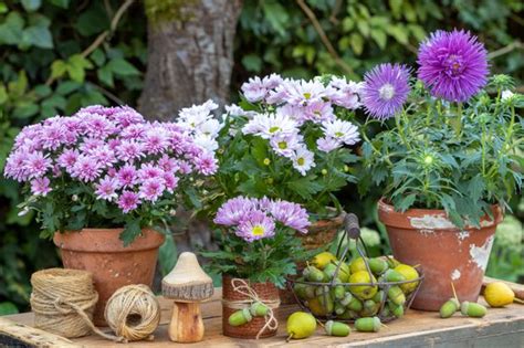 Notre sélection des 10 plus belles fleurs dautomne pour la terrasse et