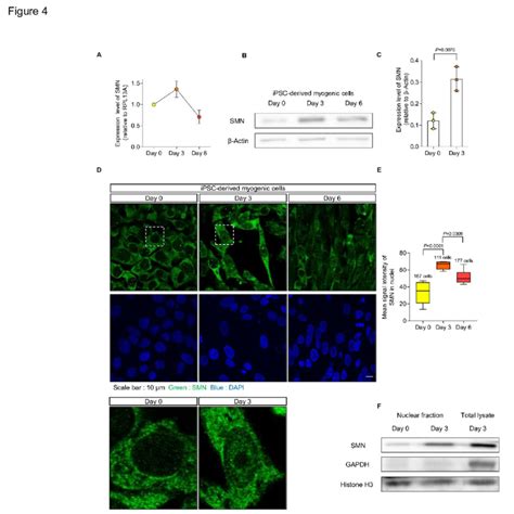 SMN transiently localizes in the nucleus during myogenesis. 480 (A) SMN ...