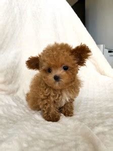 Micro Teacup maltipoo puppy red for sale | iHeartTeacups