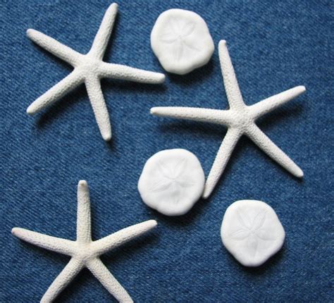 Shell Magnets For Beach Decor Nautical Starfish Sea Biscuit