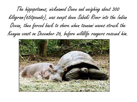 The Hippo And The Tortoise Ppt