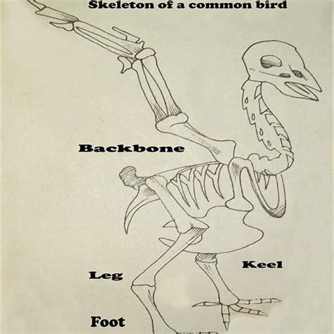 How Many Bones Do Birds Have Diy Seattle