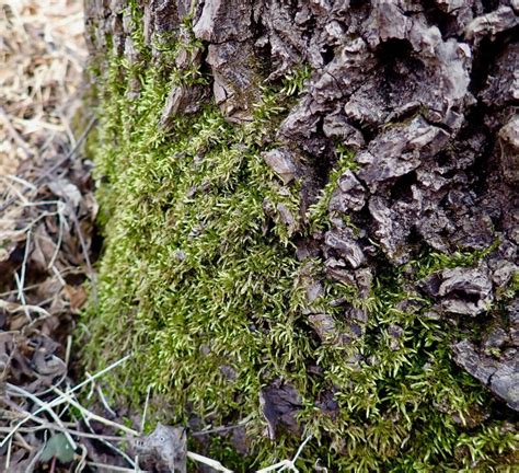 Albums Pictures Why Does Moss Grow On The North Side Of A Tree