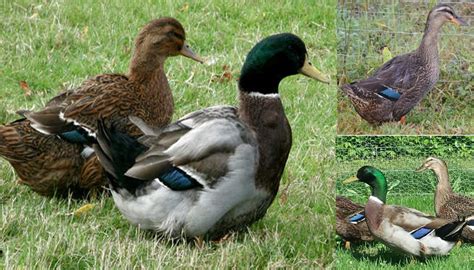 Duclair Duck Breed – Everything You Need to Know