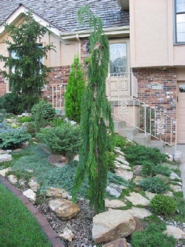 Cupressus Nootkatensis Green Arrow Green Arrow Nootka Cypress