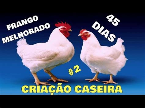 Frango De Corte Dias Parte Como Sapecar O Frango Como Fazer O