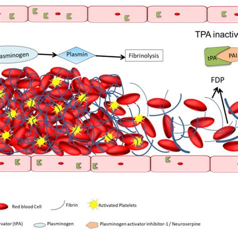 The Catalystic Action Of Tissue Type Plasminogen Activator In