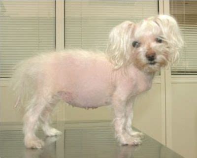 Cushing's Disease in Dogs - The Animal Medical Center