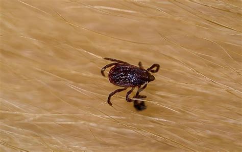 How To Prevent A Tick Infestation Miche Pest Control