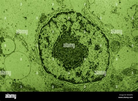 Eukaryotic Cell Under Microscope