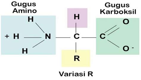 KONSEP TEORITIS BIOMOLEKUL YANG MELIPUTI GULA DAN KARBOHIDRAT PROTEIN