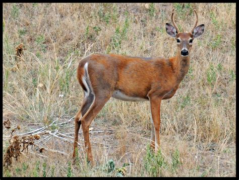 David Hoyt's Blog: Wildlife Near Denver