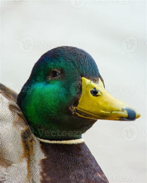 Funny mallard duck face 838286 Stock Photo at Vecteezy