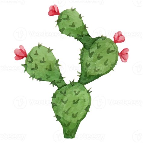 Cactus Clip art Element Transparent Background 24628580 PNG