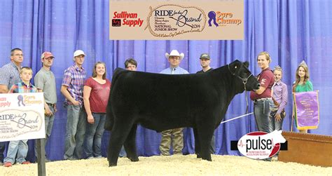 National Junior Maine Anjou Show Progress Steers Sullivan Supply Inc