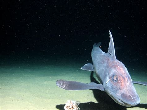 D Couverte De Traces De Poissons Des Profondeurs Vivant Il Y A