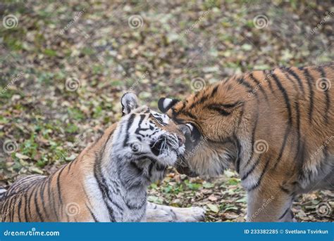 Two Amur Or Siberian Tigers The Biggest Wild Cats In The World Playing Outdoors Stock Image