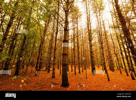 Colorful fall scenery Stock Photo - Alamy