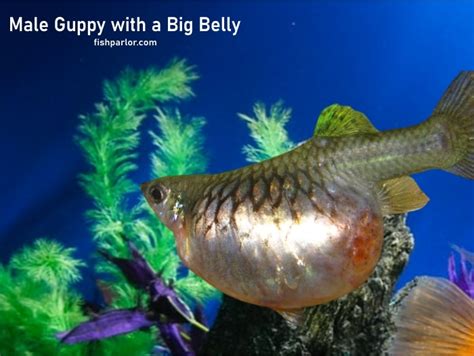 Guppy Dropsy (Swollen Belly) Causes + Fixes | Fish Parlor