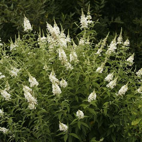 Inspired White™ Butterfly Bush | Sooner Plant Farm