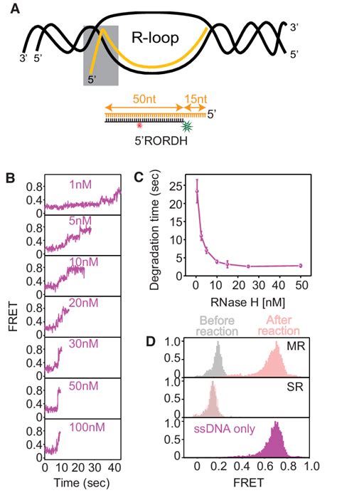 Degradation Kinetics Of An Rna Dna Hybrid With A Ssrna Overhang