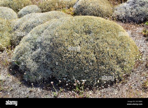 Cushion plant hi-res stock photography and images - Alamy